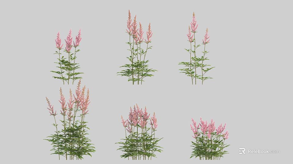 Pink Flowering Plants With Spike Shaped Blooms And Green Foliage In Various Arrangements 3d model 