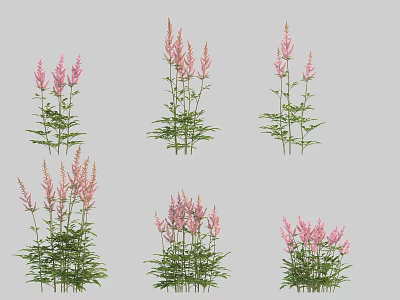 Pink Flowering Plants With Spike Shaped Blooms And Green Foliage In Various Arrangements 3d model