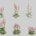 Pink Flowering Plants With Spike Shaped Blooms And Green Foliage In Various Arrangements