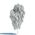 Tall Weeping Willow Tree With Lush Green Hanging Branches And Foliage