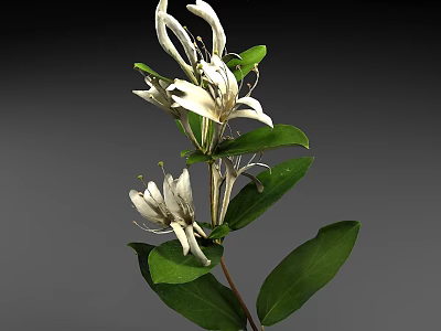 Beautiful White Blooming Flowers With Fresh Green Leaves And Natural Plant Stem 3d model