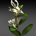 Beautiful White Blooming Flowers With Fresh Green Leaves And Natural Plant Stem