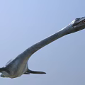 Realistic Plesiosaur Game Movie Character With Extended Neck Open Jaws And Fins
