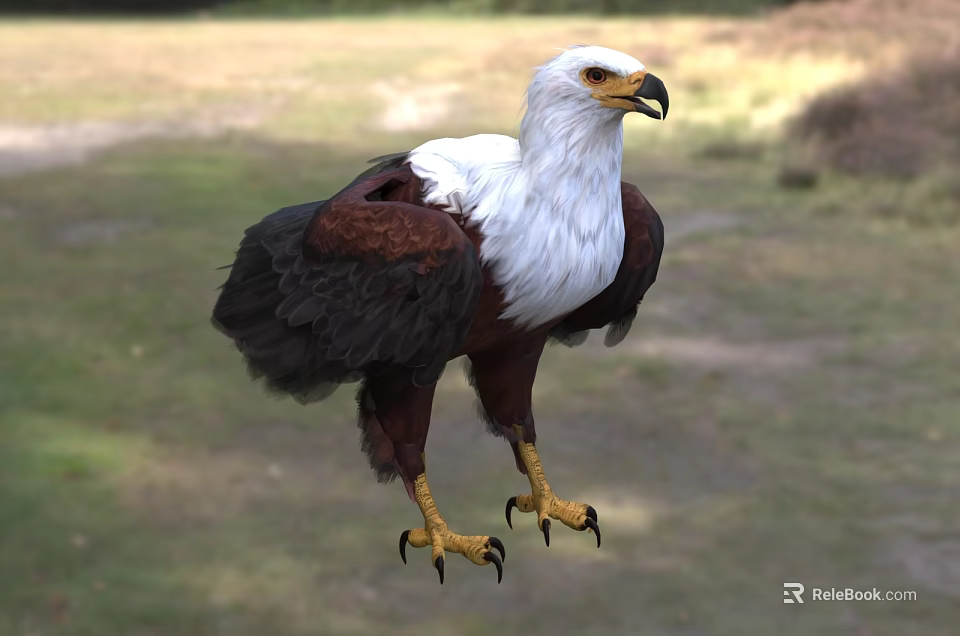 White Head And Neck Brown Winged Eagle With Yellow Beak Standing On Grassland Natural Background 3d model 