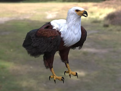 White Head And Neck Brown Winged Eagle With Yellow Beak Standing On Grassland Natural Background 3d model