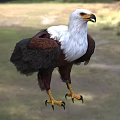 White Head And Neck Brown Winged Eagle With Yellow Beak Standing On Grassland Natural Background