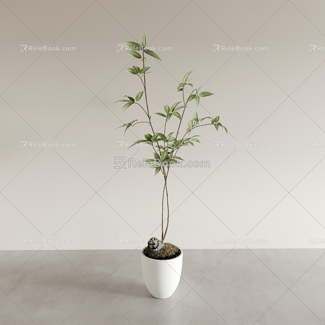 Bonsai Bonsai Indoor Green Plant Ornaments 3d model