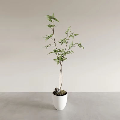 Elegant Bonsai Plant In White Ceramic Pot With Green Leaves And Thin Stems 3d model