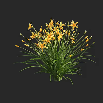 Lush Green Shrub With Vibrant Yellow Flowers And Long Graceful Leaves In Natural Garden 3d model