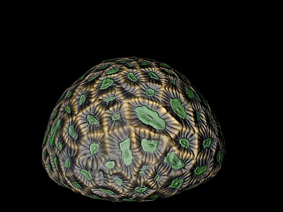 Vibrant Spherical Marine Coral Displaying Green Yellow Textured Surface Patterns 3d model