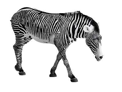 Black And White Striped Zebra Walking In Natural Wildlife Scene 3d model