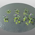 Aquatic Plants With Green Leaves And Purple Flowers On Circular Water Surface With Reflection