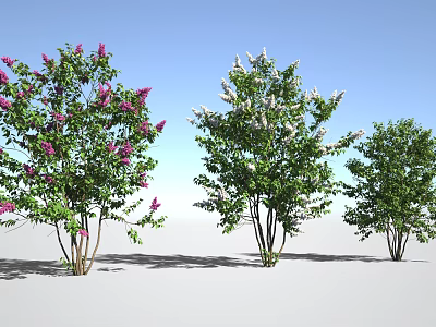 Various Types of Trees Featuring Pink White Flowers Green Leaves and Blue Sky 3d model