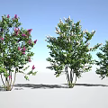 Various Types of Trees Featuring Pink White Flowers Green Leaves and Blue Sky