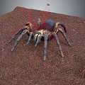 Large Yellow Black Spider On Red Soil Ground In Natural Habitat Setting