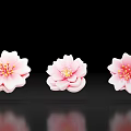 Pink Cherry Blossom Flowers Photo Check in Spot With Black Background Reflections