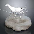 Realistic White Shrimp 3D Model Standing On Natural Rock Surface 3d model