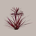 Vibrant Red and Pink Shrubs With Slender Leaves For Garden Decoration