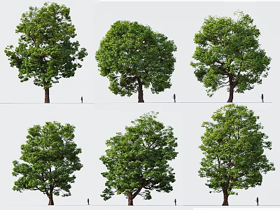Different Arbor Varieties with Lush Foliage and Natural Growth Forms Human Figure for Scale 3d model