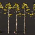 Tall Trees With Slender Trunks And Yellow Leaves Featuring Small Cartoon Character At Base