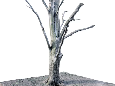 Bare Branch Arbor With Thick Trunk And Exposed Roots In Surrounding Soil 3d model