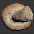 Fresh Brown Whole Mushroom with Smooth Surface and Natural Texture Ideal Ingredient for Healthy Cooking