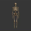 Human Skeleton Anatomical Model Displaying Body Organs And Bone Structure