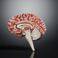 Detailed Human Brain 3D Model Showing Internal Anatomy And Structural Details 3d model