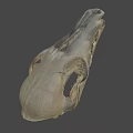 Detailed Animal Skull Specimen In Science Lab Research Environment