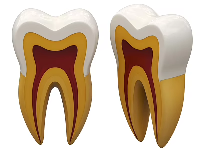 Detailed Tooth Anatomical Model Showing Enamel Dentin And Pulp Layers 3d model