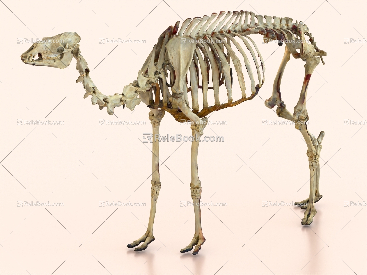 camel fossil camel skeleton 3d model