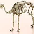 camel fossil camel skeleton 3d model