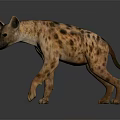 Spotted Hyena Walking with Brown Spots and Reflection on Dark Surface