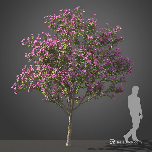 Tall Tree With Purple Flowers And Person Silhouette For Size Reference In Landscape Design 3d model 