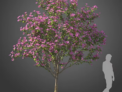 Tall Tree With Purple Flowers And Person Silhouette For Size Reference In Landscape Design 3d model