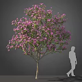 Tall Tree With Purple Flowers And Person Silhouette For Size Reference In Landscape Design