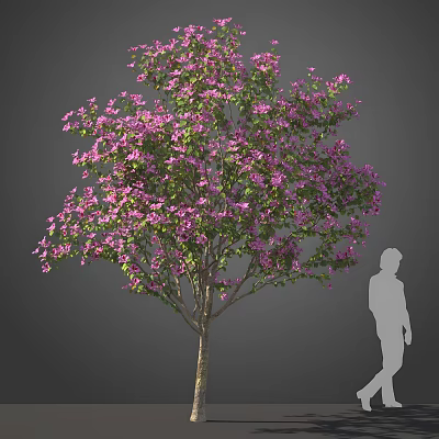 Tall Tree With Purple Flowers And Person Silhouette For Size Reference In Landscape Design 3d model