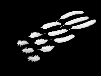 Flying Animal Bird Scattered White Feathers on Black Background 3d model