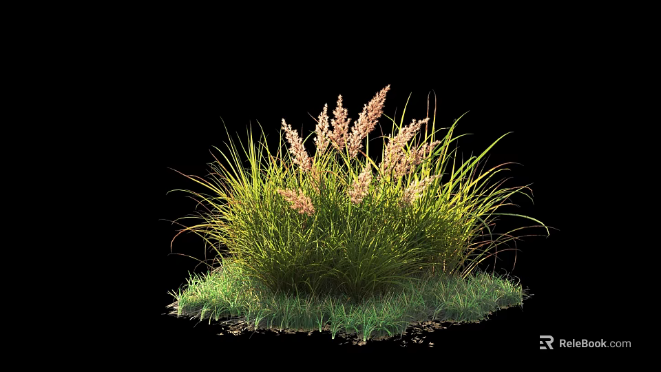 Ornamental Shrub With Green Grass Like Leaves And Pink Flower Spikes 3d model 