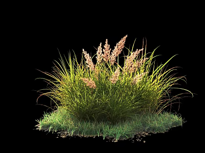 Ornamental Shrub With Green Grass Like Leaves And Pink Flower Spikes 3d model