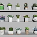Potted Succulents And Cacti On White Shelves With Various Decorative Pots