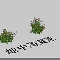 Mediterranean Viburnum Shrubs With Green Foliage And White Blooming Flowers