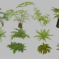 Diverse Collection Of Green Ferns And Palm Plants With Natural Foliage