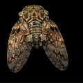 Close Up View Of Cicada With Detailed Body Patterns And Textured Wings On Black Background