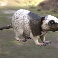 Gray And White Reptile With Short Limbs And Tail In Grassy Natural Habitat