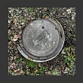 Urban Architecture Manhole Cover Surrounded by Green Plants and Fallen Leaves