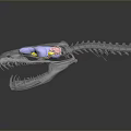 Transparent Dinosaur Skull Model With Detailed Colorful Internal Anatomical Structures 3d model