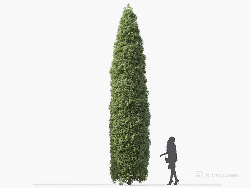 Tall Evergreen Shrub With Human Silhouette For Size Comparison In Garden 3d model 