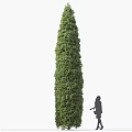 Tall Evergreen Shrub With Human Silhouette For Size Comparison In Garden
