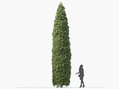 Tall Evergreen Shrub With Human Silhouette For Size Comparison In Garden 3d model